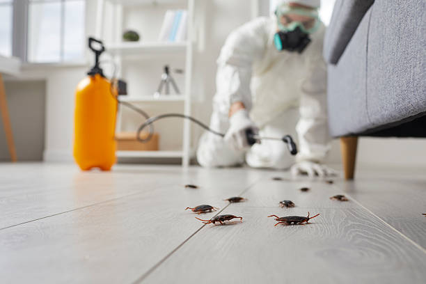 Trusted Termite Control service in West Concord, MA - Nex Pest Control